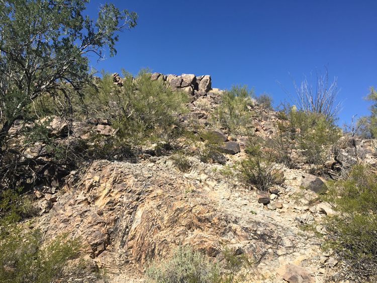 Saguaro National Park